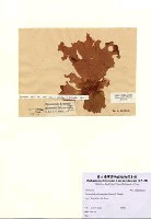 藏品(Hymenocladia kallymenioides (Holmes) F. Schmitz)的圖片